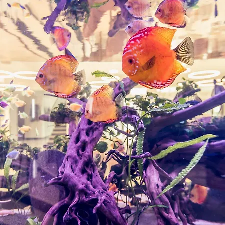 Galleria
